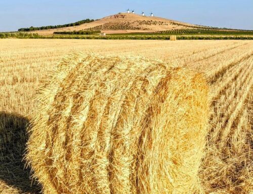 Verano, palabras y energía